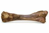 Fossil Hadrosaur (Edmontosaurus) Tibia Bone - Wyoming #304608-3